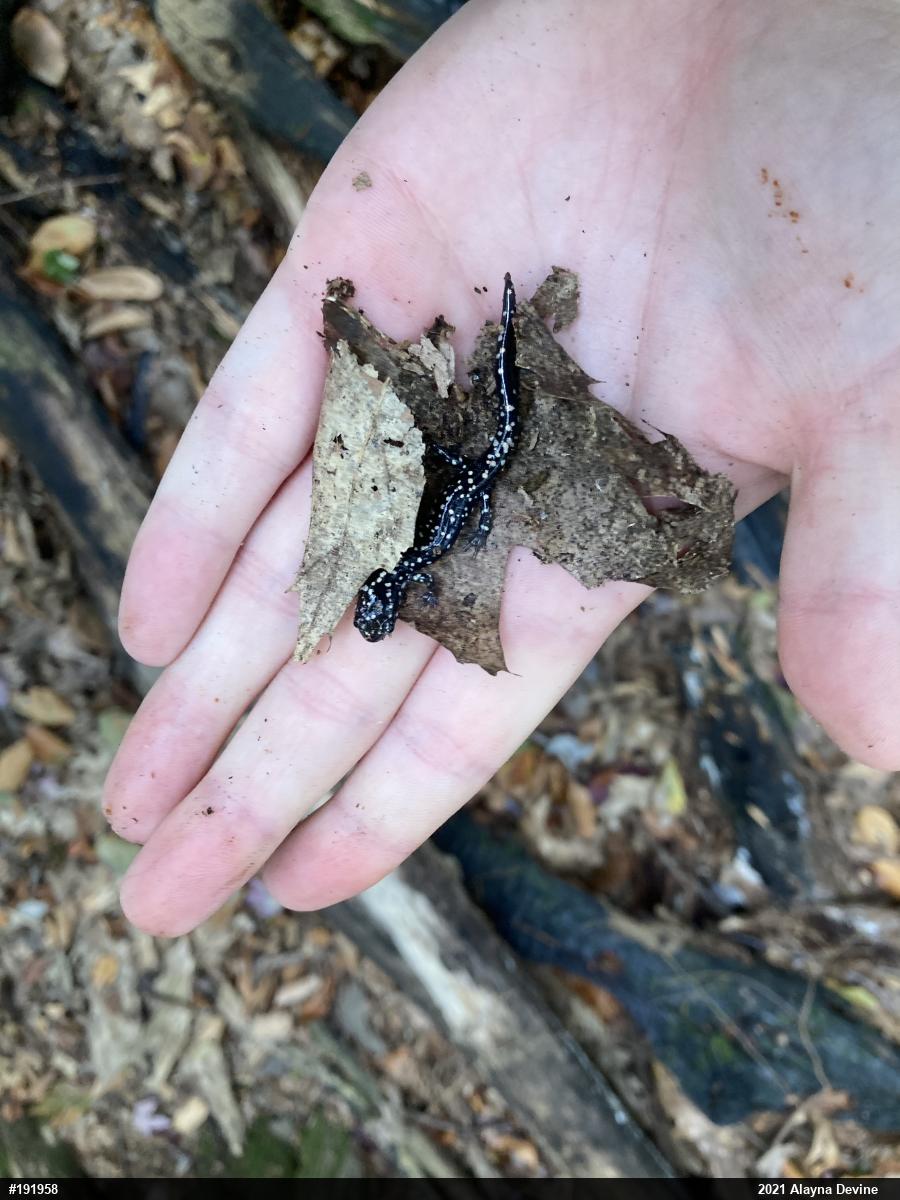 Northern Slimy Salamander