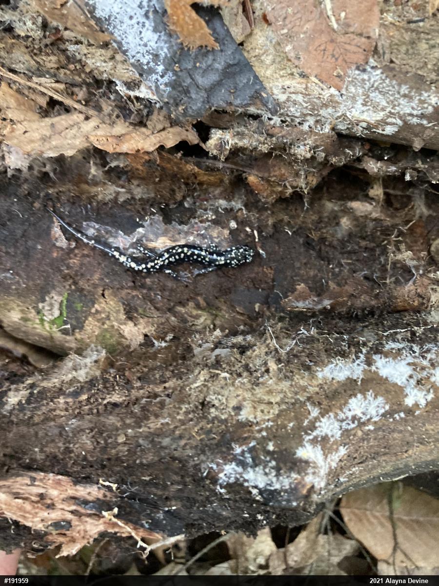 Northern Slimy Salamander