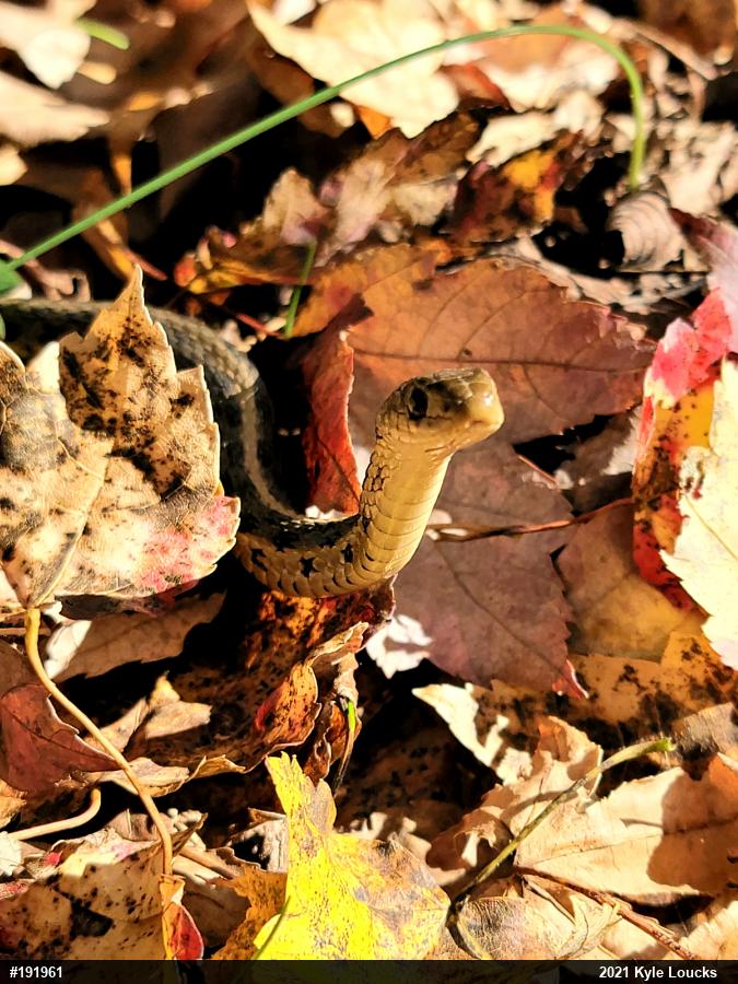 Eastern Gartersnake