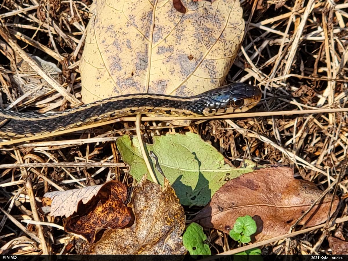 Eastern Gartersnake