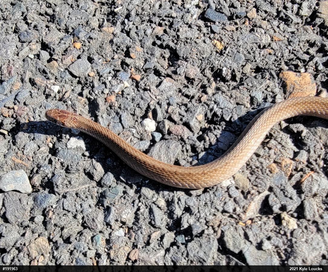 Dekay's Brownsnake
