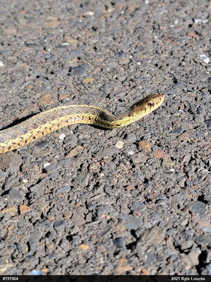 Eastern Gartersnake