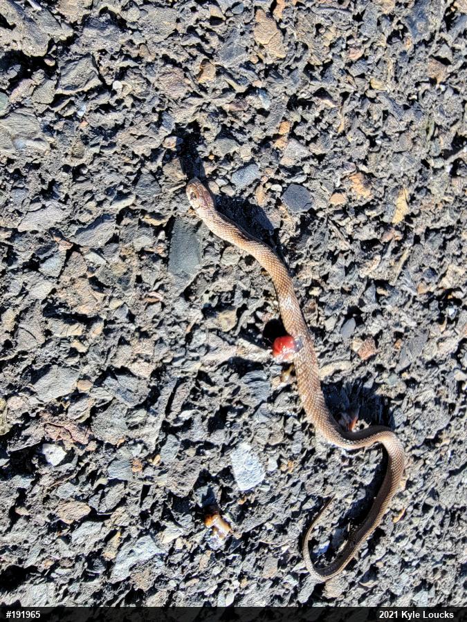 Dekay's Brownsnake