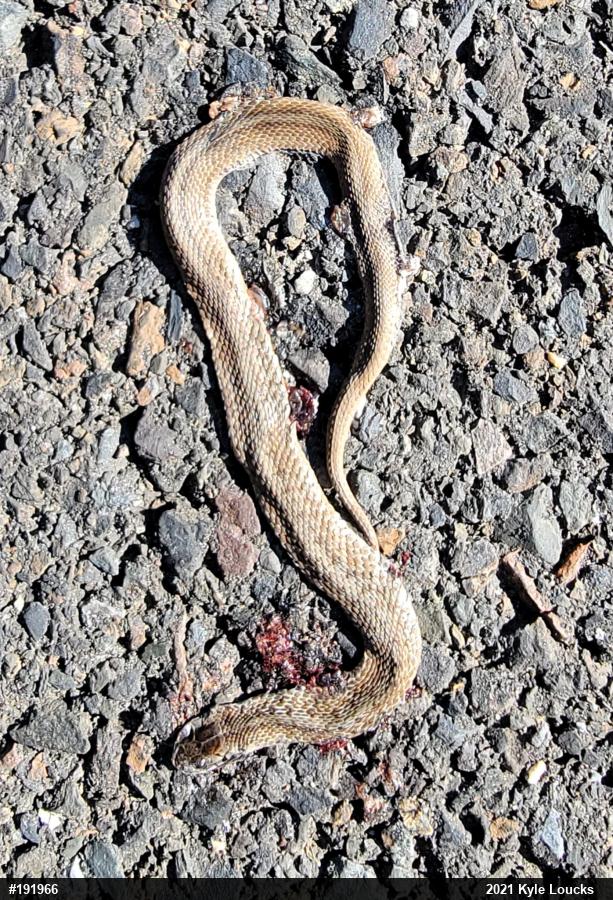 Dekay's Brownsnake