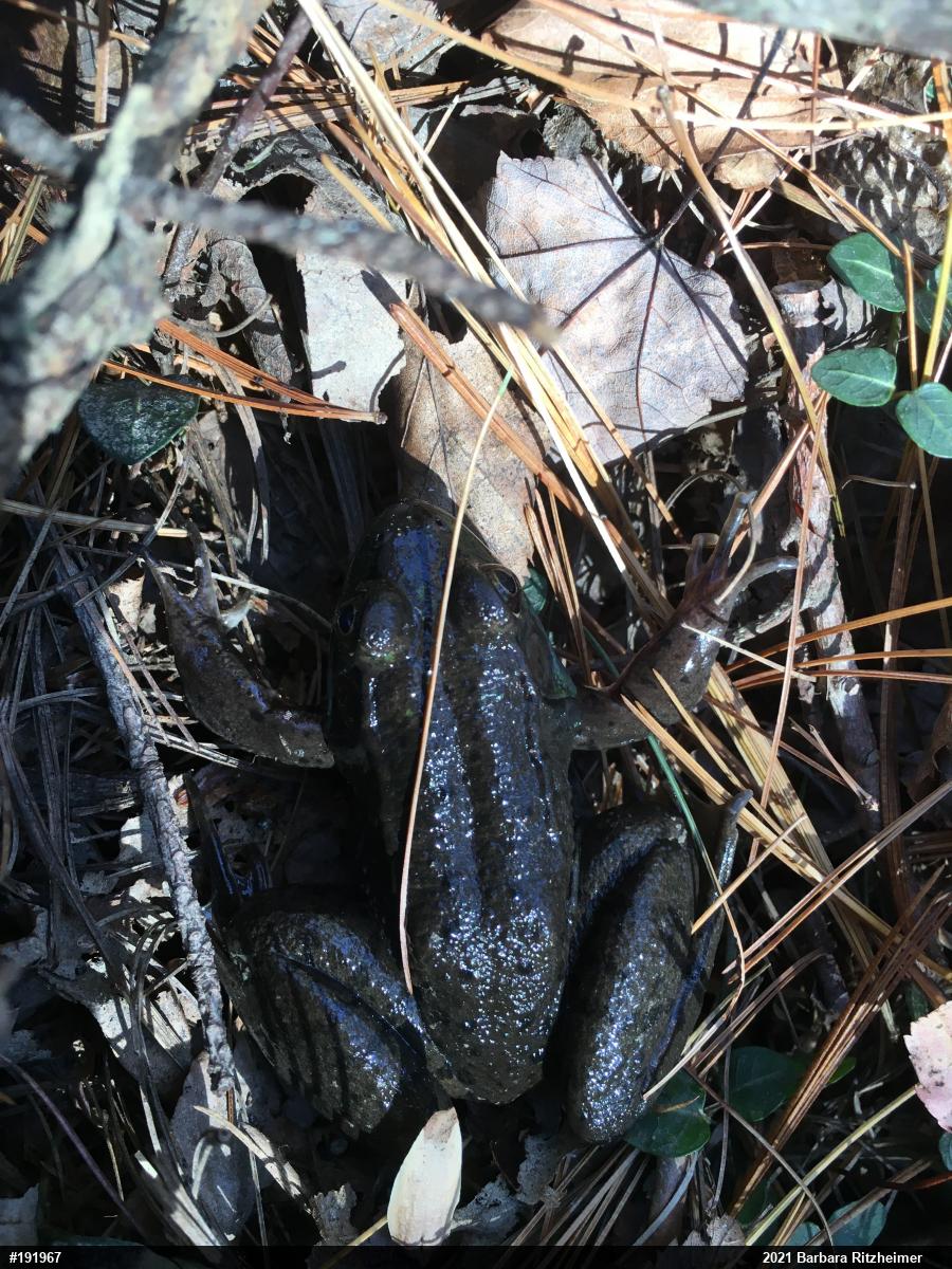Green Frog