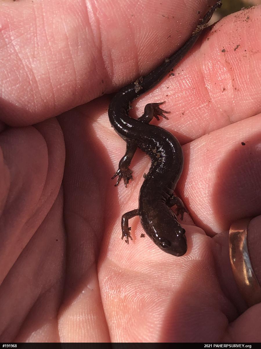 Allegheny Mountain Dusky Salamander