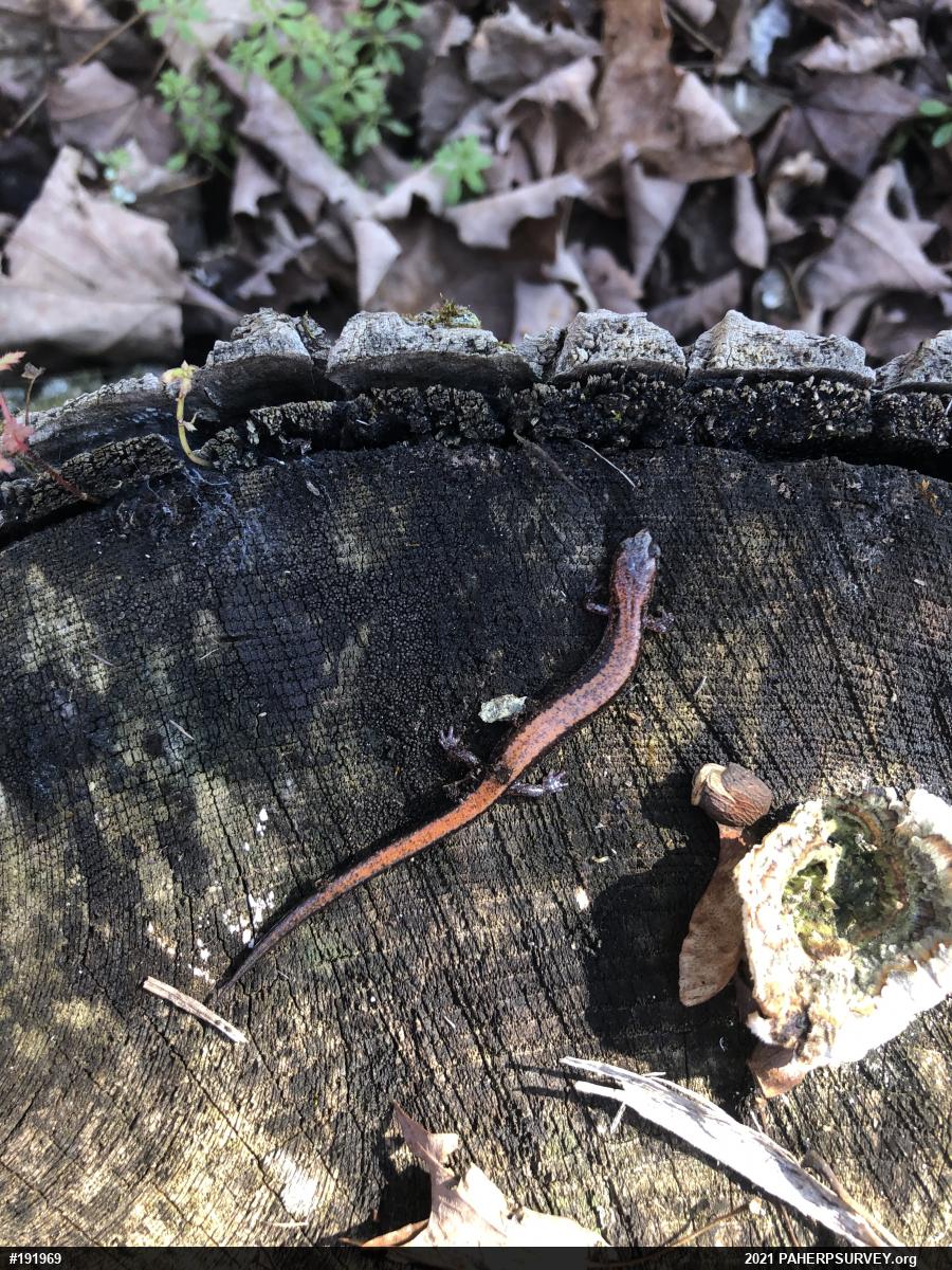 Eastern Red-backed  Salamander
