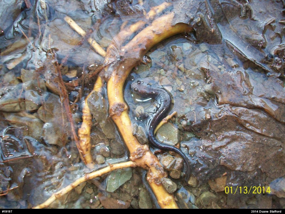 Allegheny Mountain Dusky Salamander