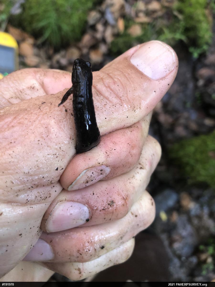 Dusky Salamanders