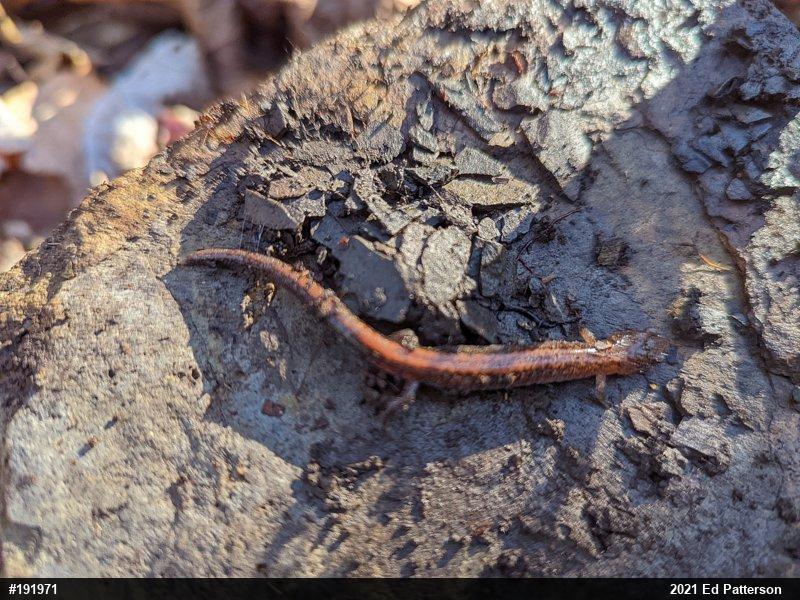 Eastern Red-backed  Salamander