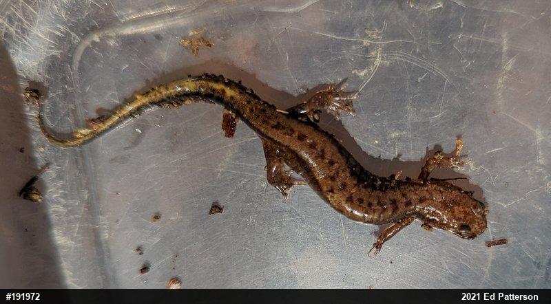 Allegheny Mountain Dusky Salamander