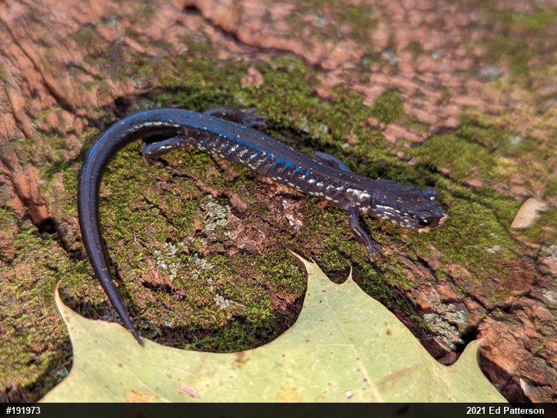Wehrle's Salamander