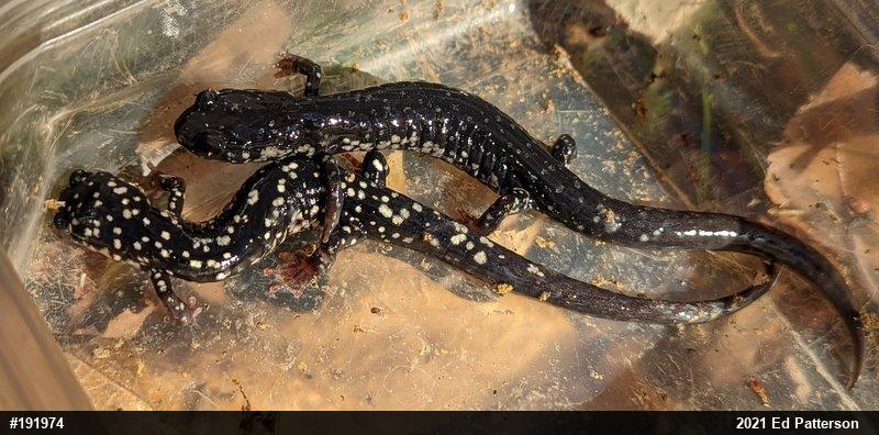 Northern Slimy Salamander