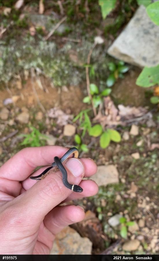 Northern Ring-necked Snake