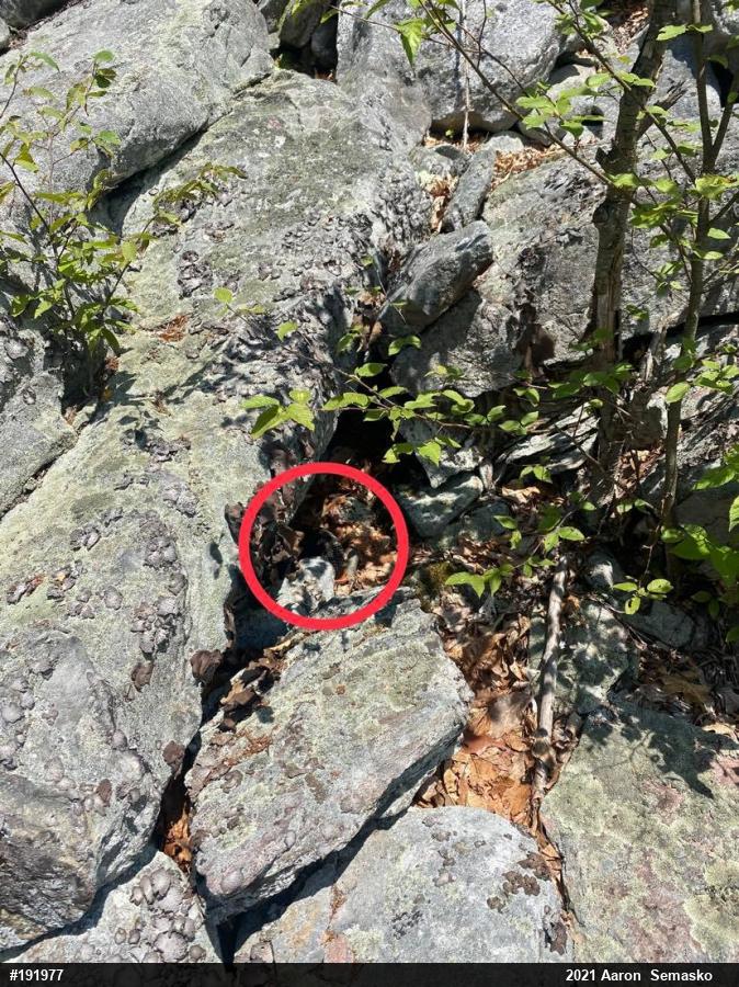 Timber Rattlesnake