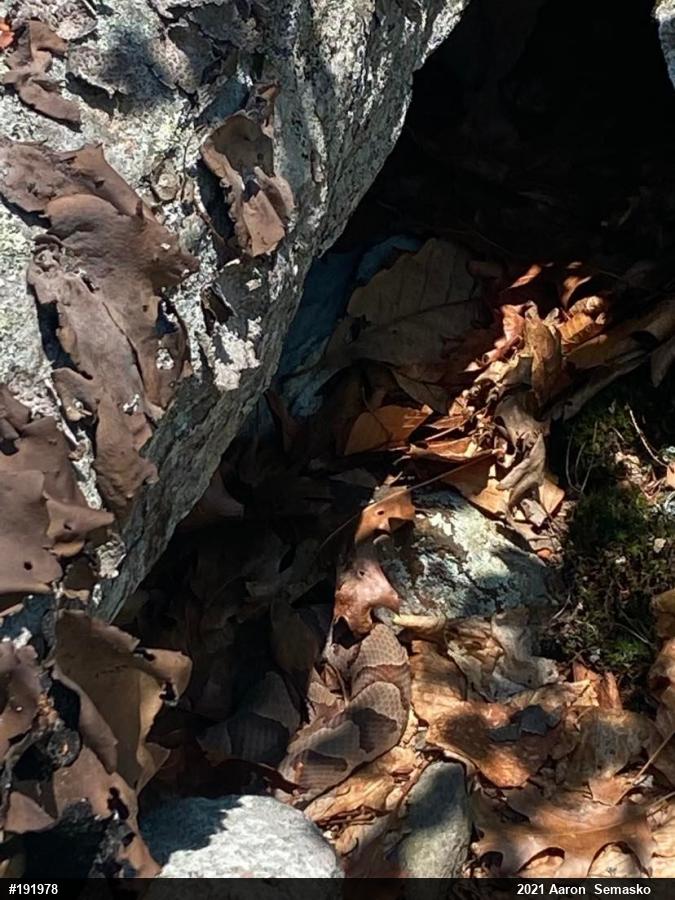 Northern Copperhead