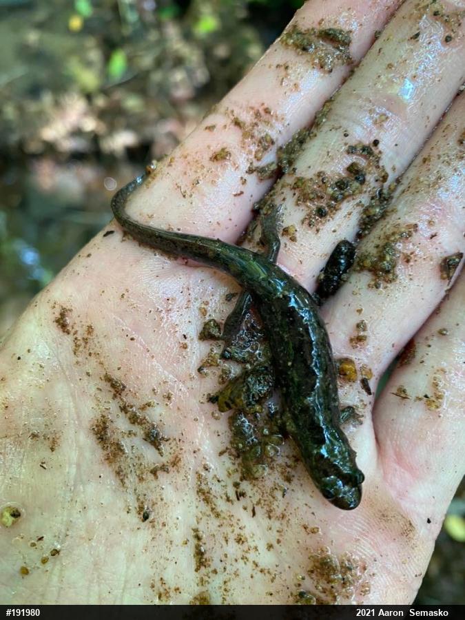 Seal Salamander