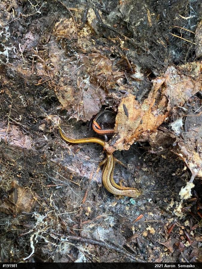 Eastern Red-backed  Salamander
