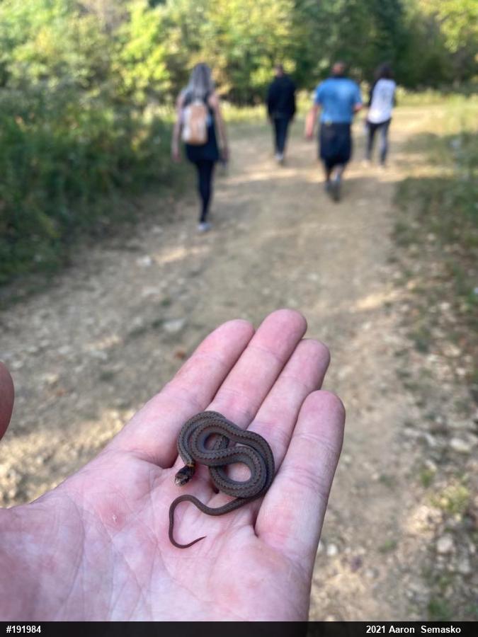 Red-bellied Snake