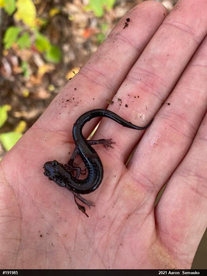 Wehrle's Salamander