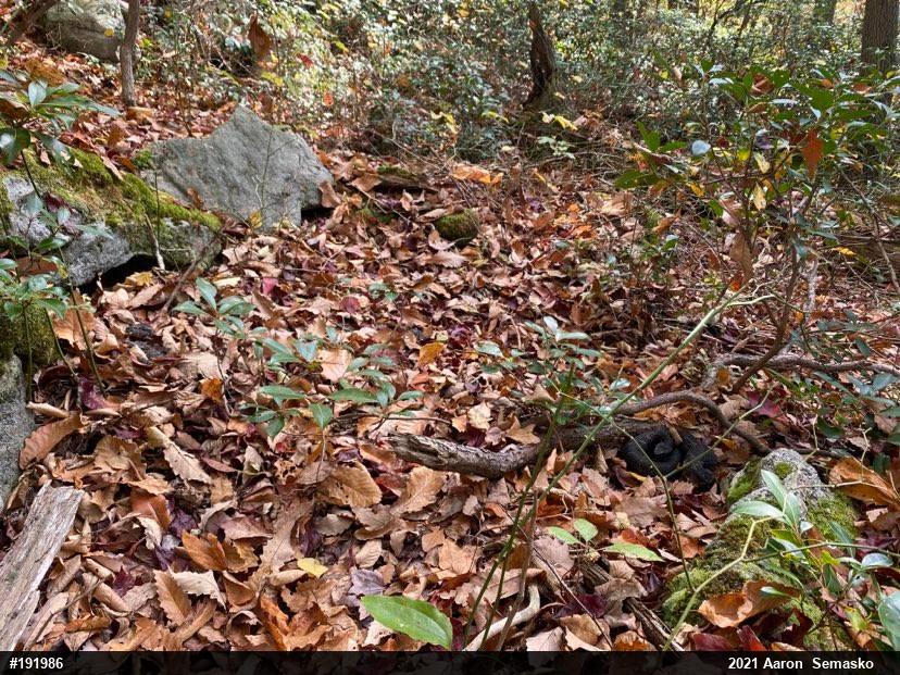 Timber Rattlesnake