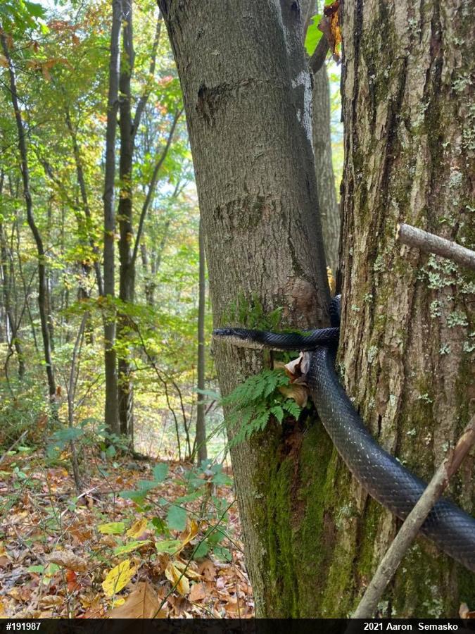 Eastern Ratsnake