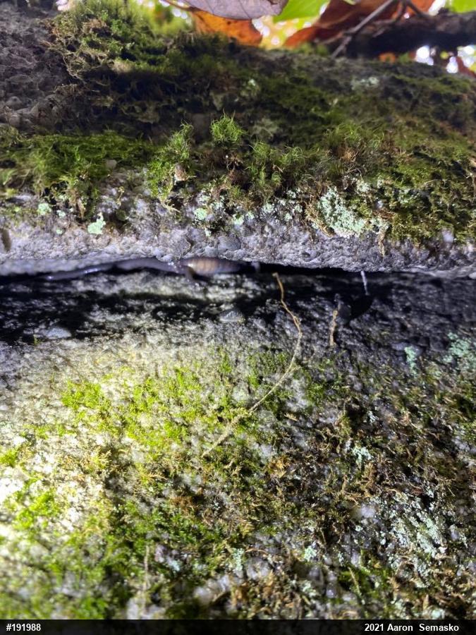 Wehrle's Salamander