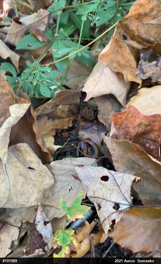 Eastern Red-backed  Salamander