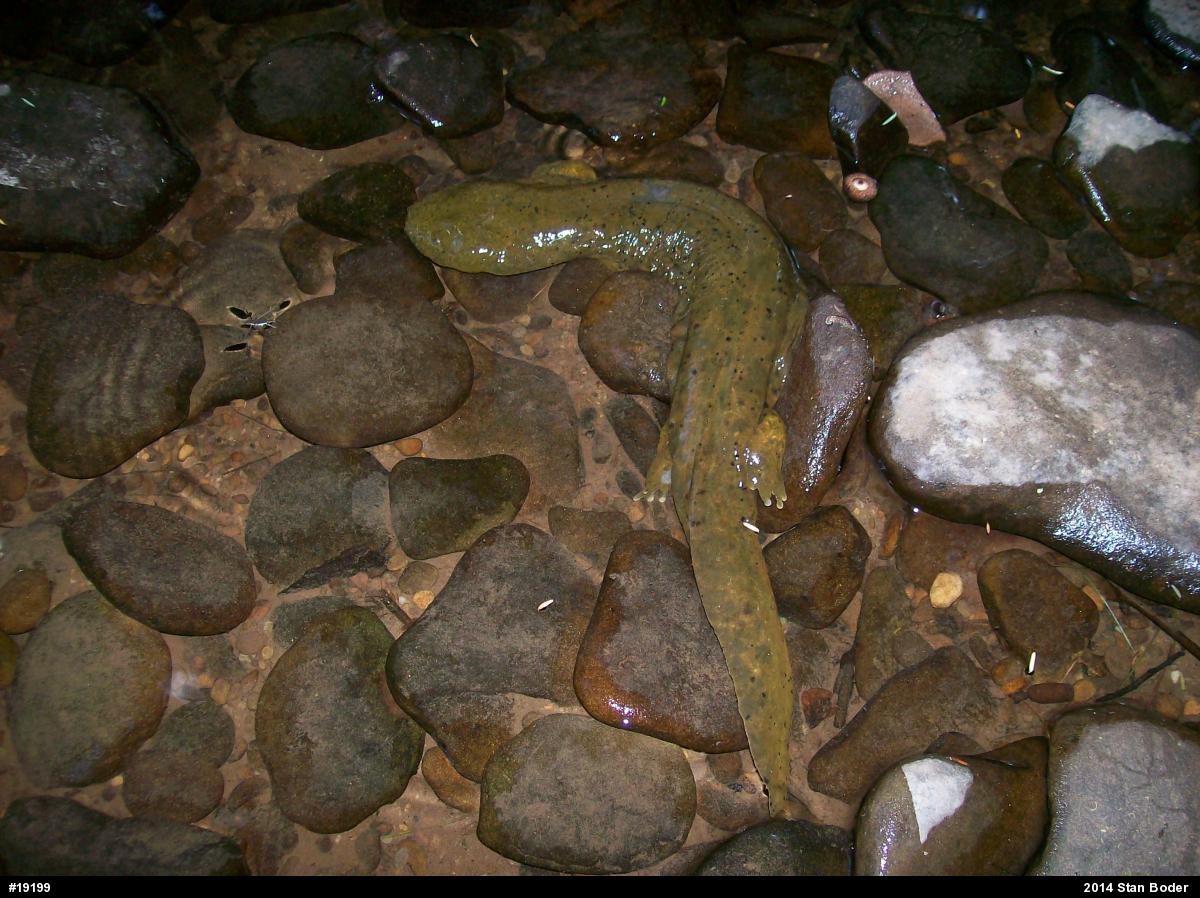 Eastern Hellbender