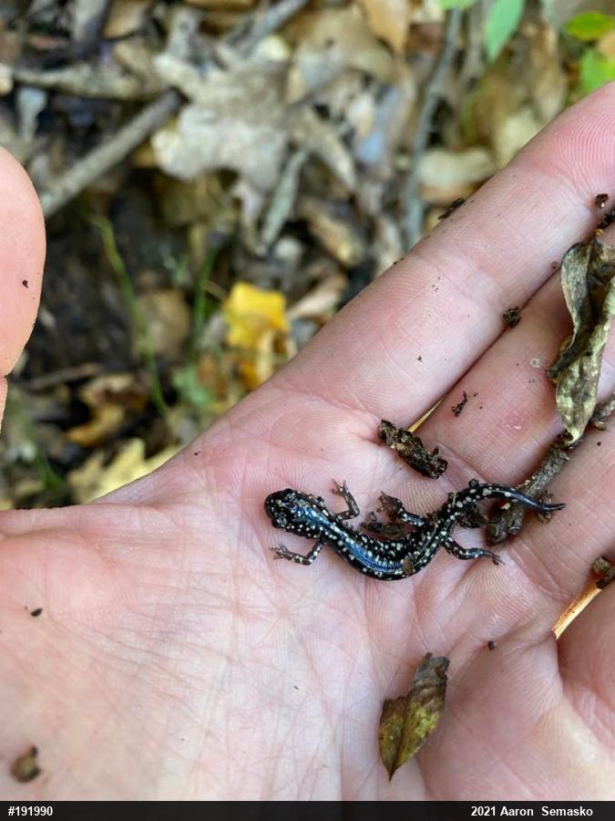 Northern Slimy Salamander