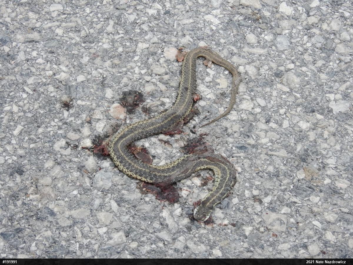 Eastern Gartersnake