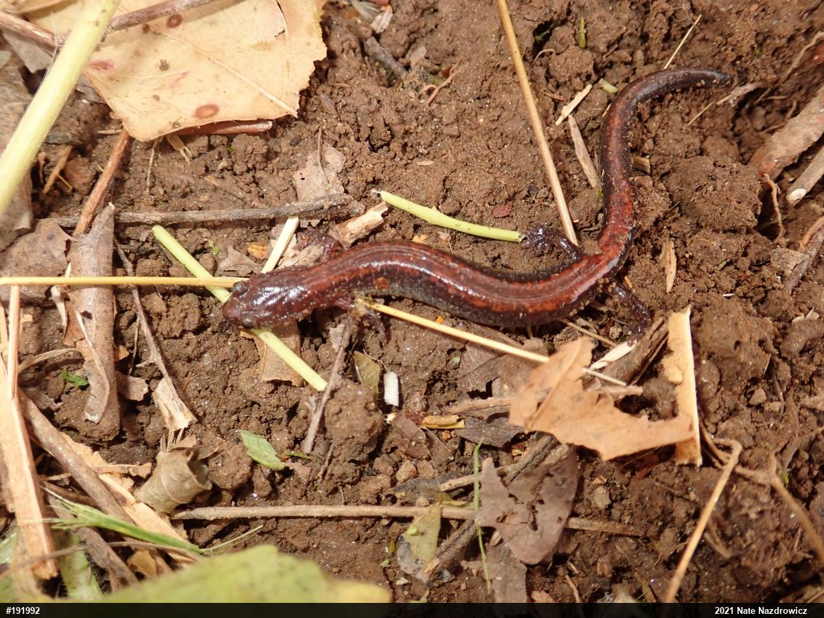 Eastern Red-backed  Salamander