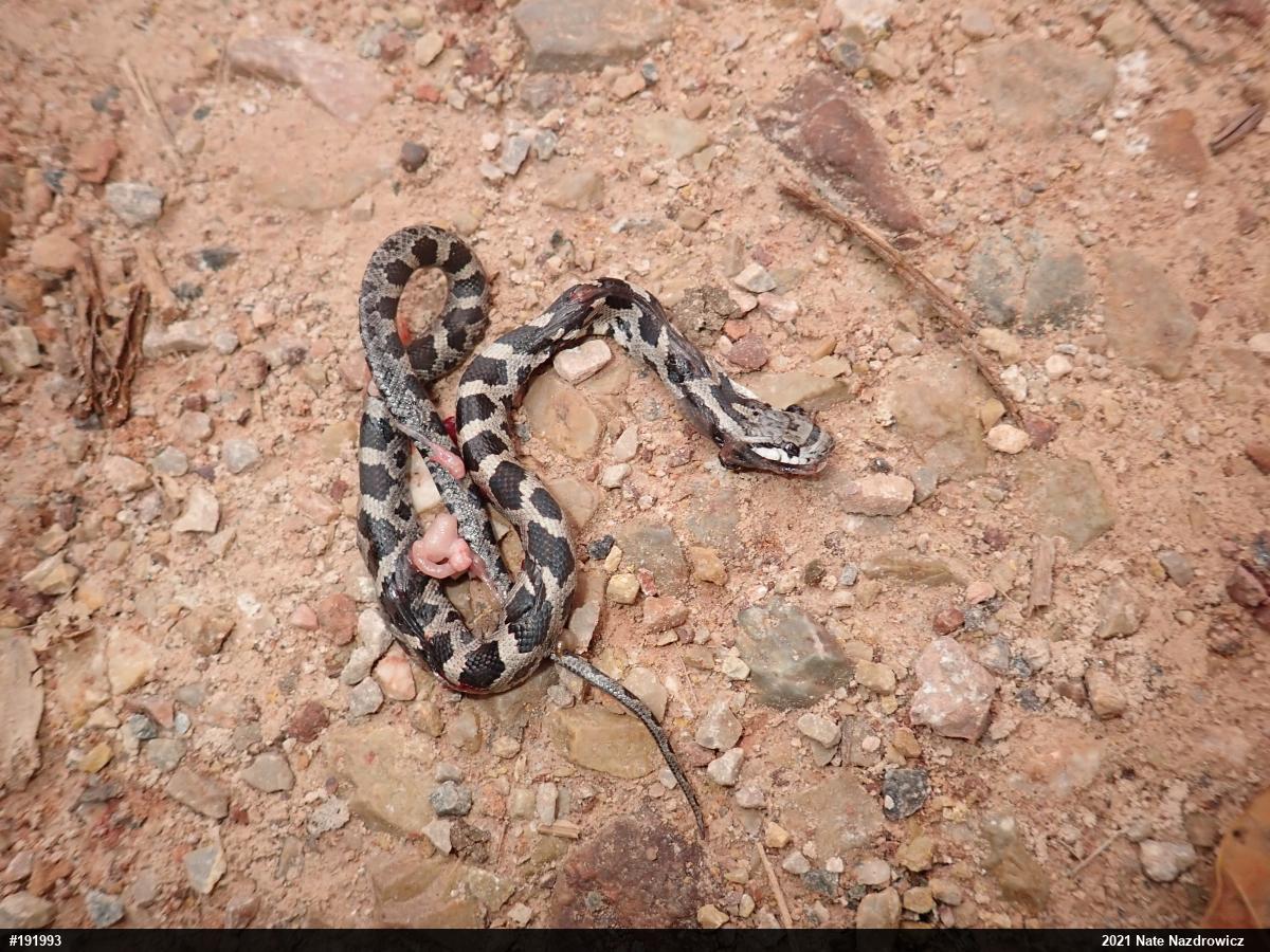 Eastern Ratsnake
