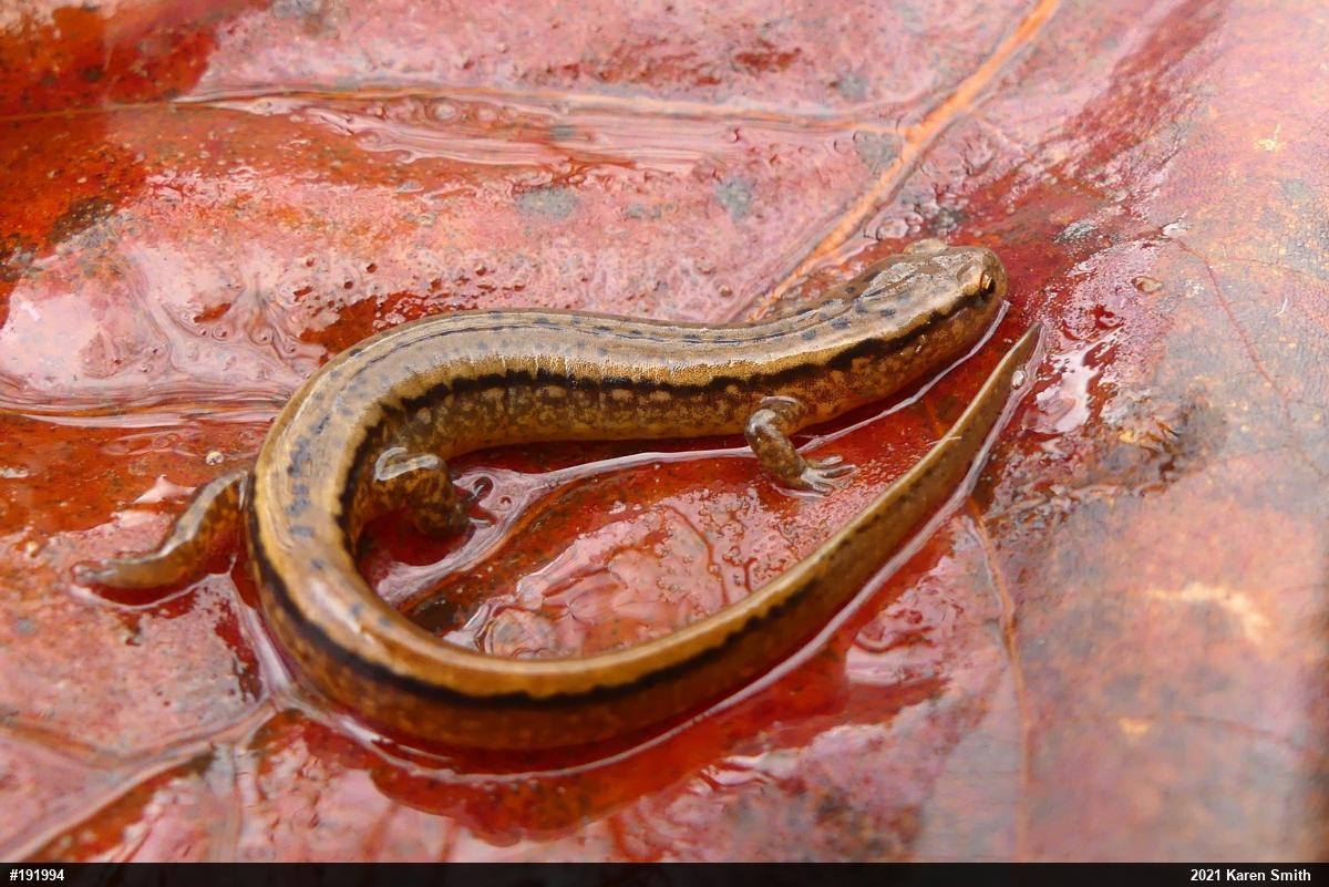 Northern Two-lined Salamander