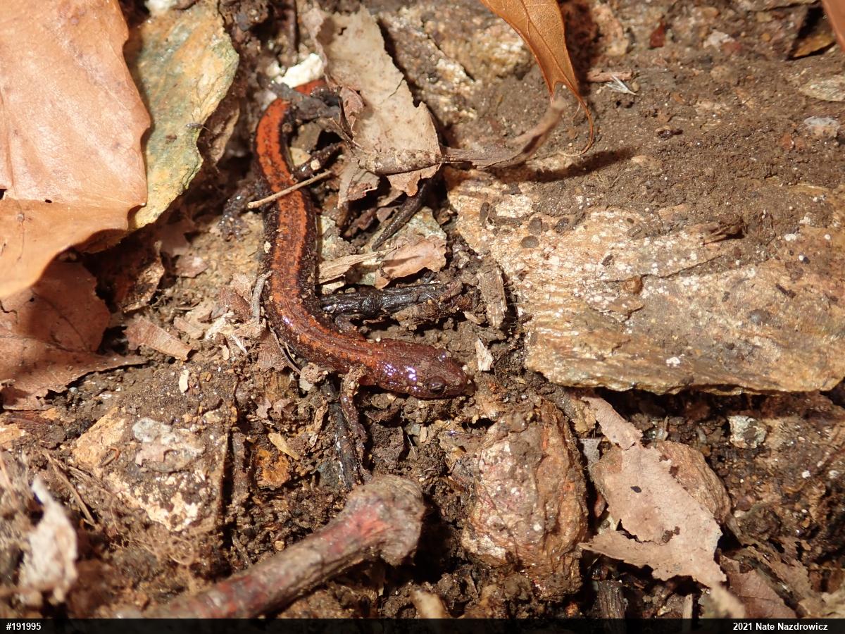 Eastern Red-backed  Salamander