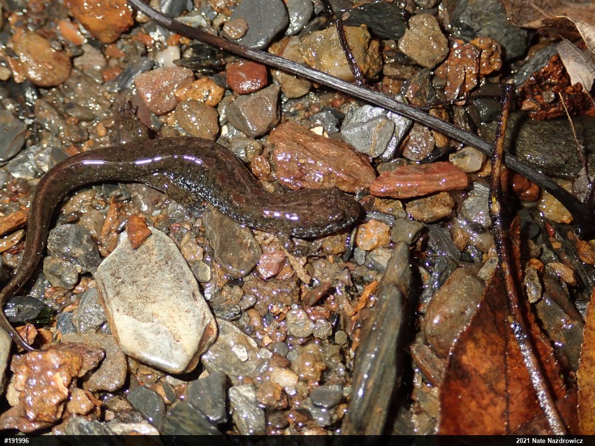 Northern Dusky Salamander