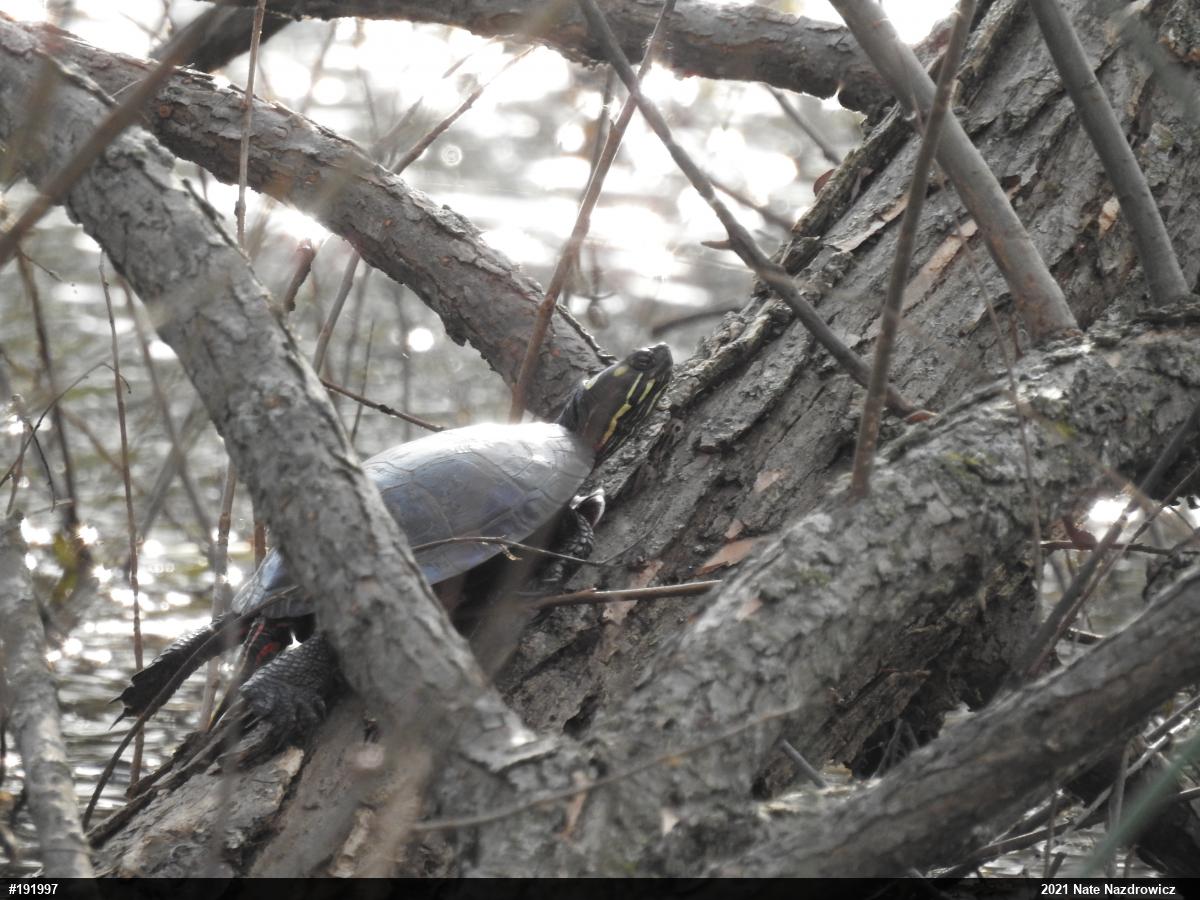 Painted Turtle