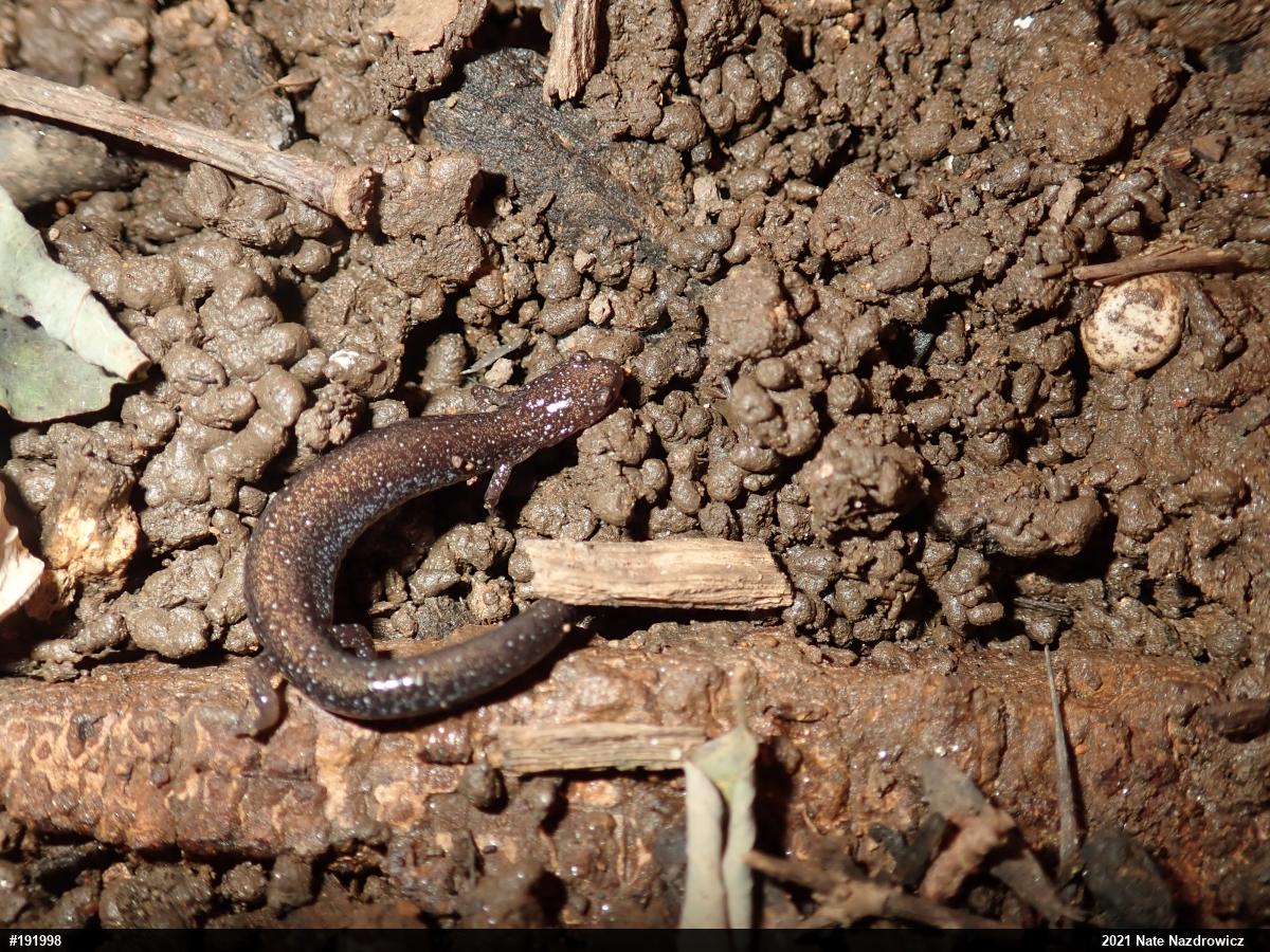Eastern Red-backed  Salamander
