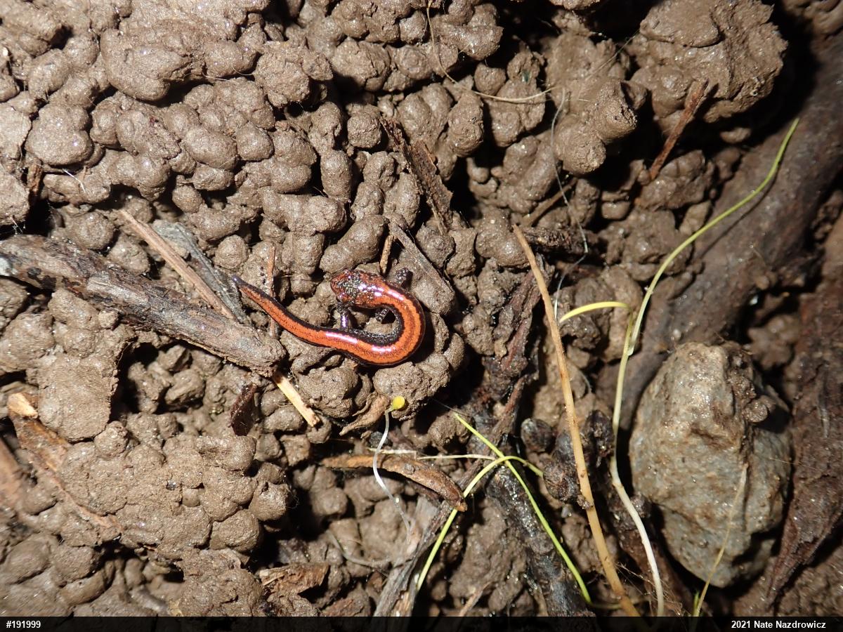Eastern Red-backed  Salamander
