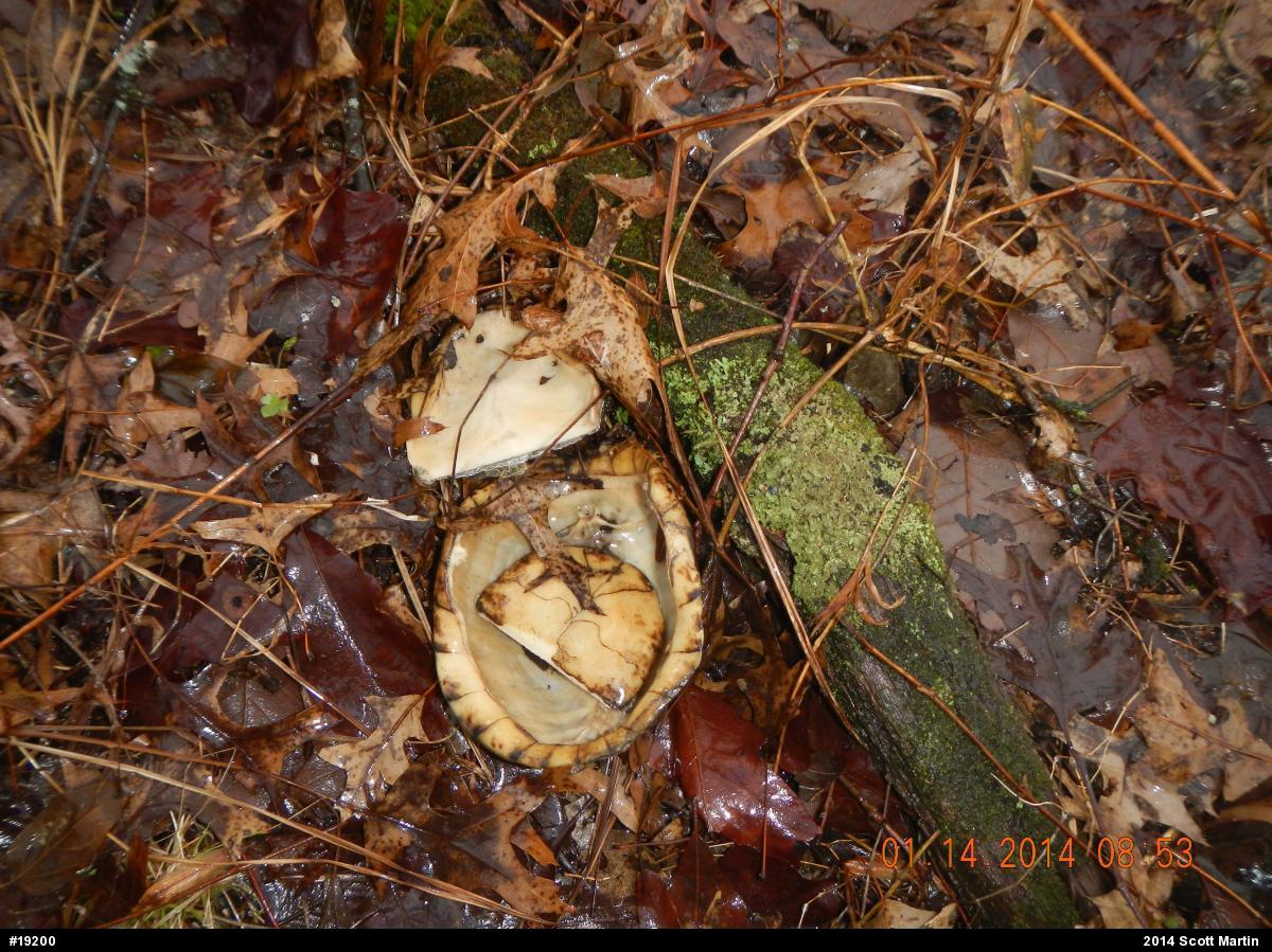 Eastern Box Turtle