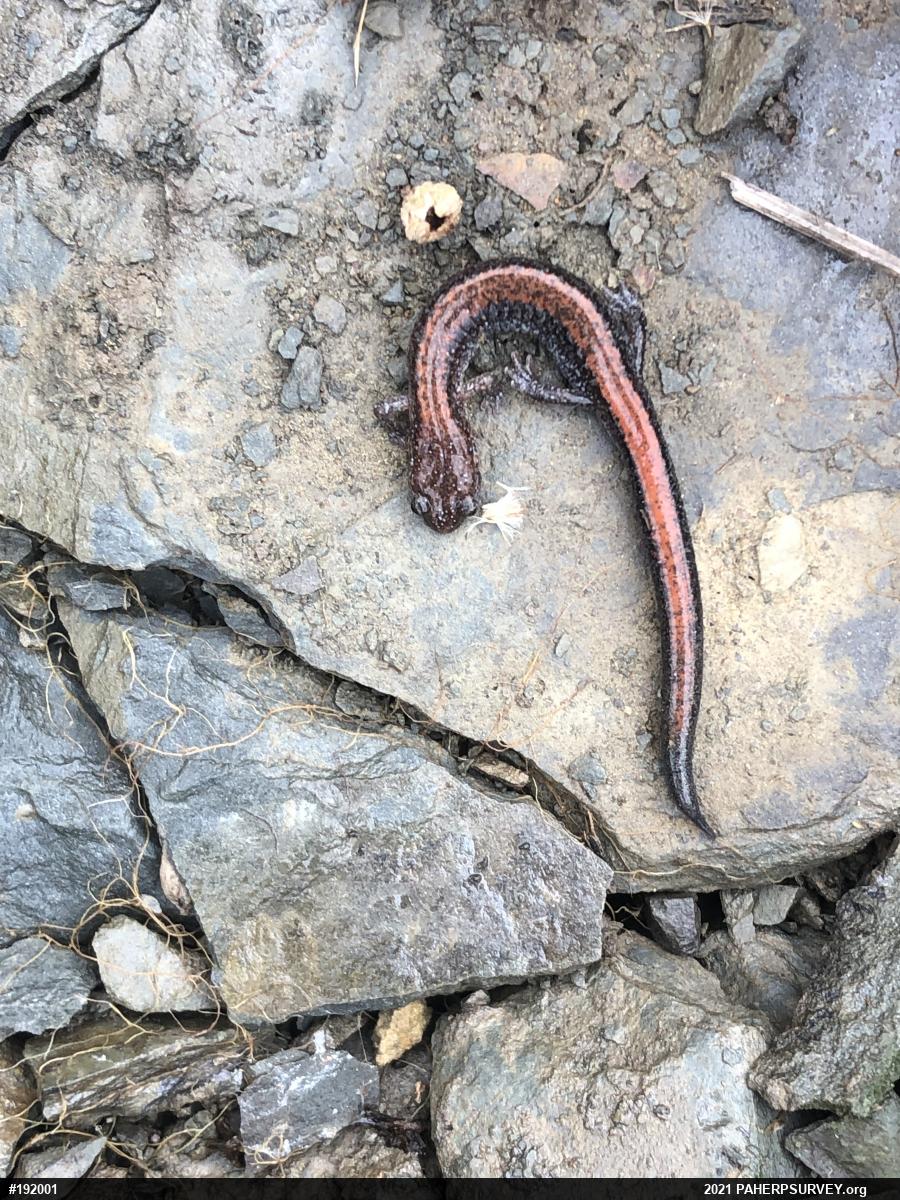 Eastern Red-backed  Salamander