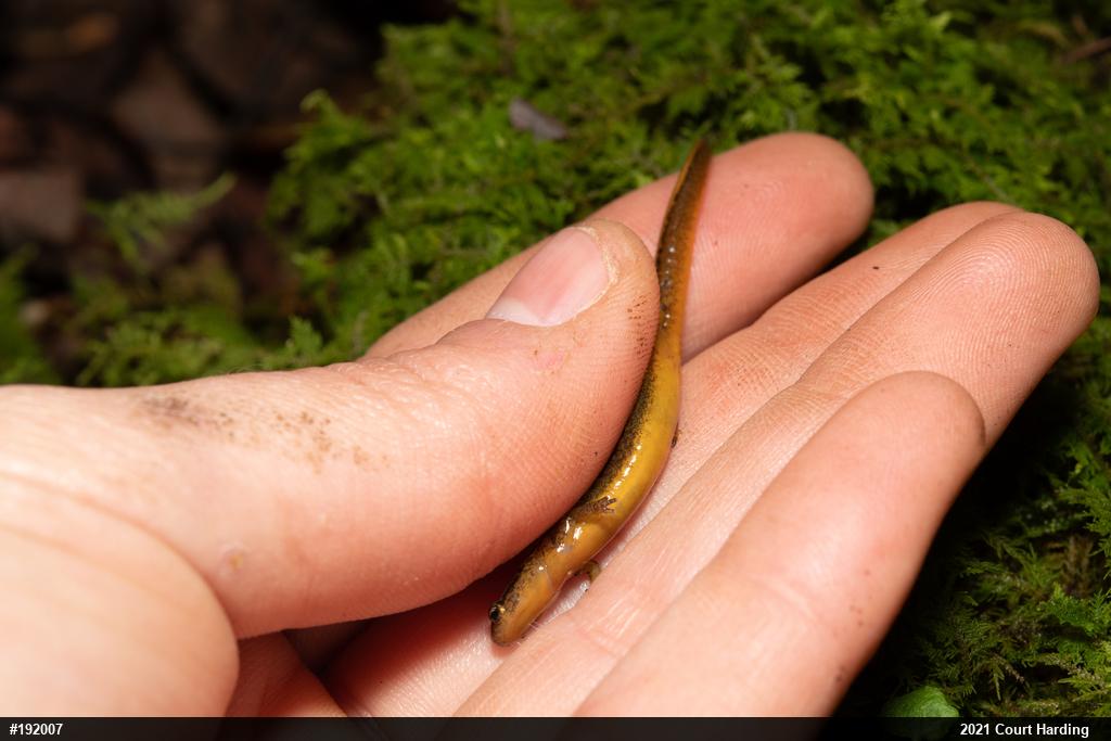 Northern Two-lined Salamander