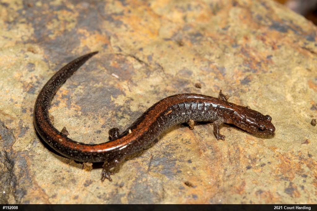 Eastern Red-backed  Salamander