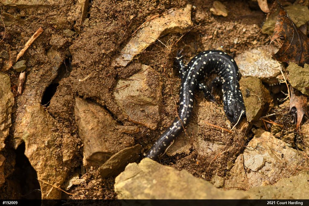 Northern Slimy Salamander