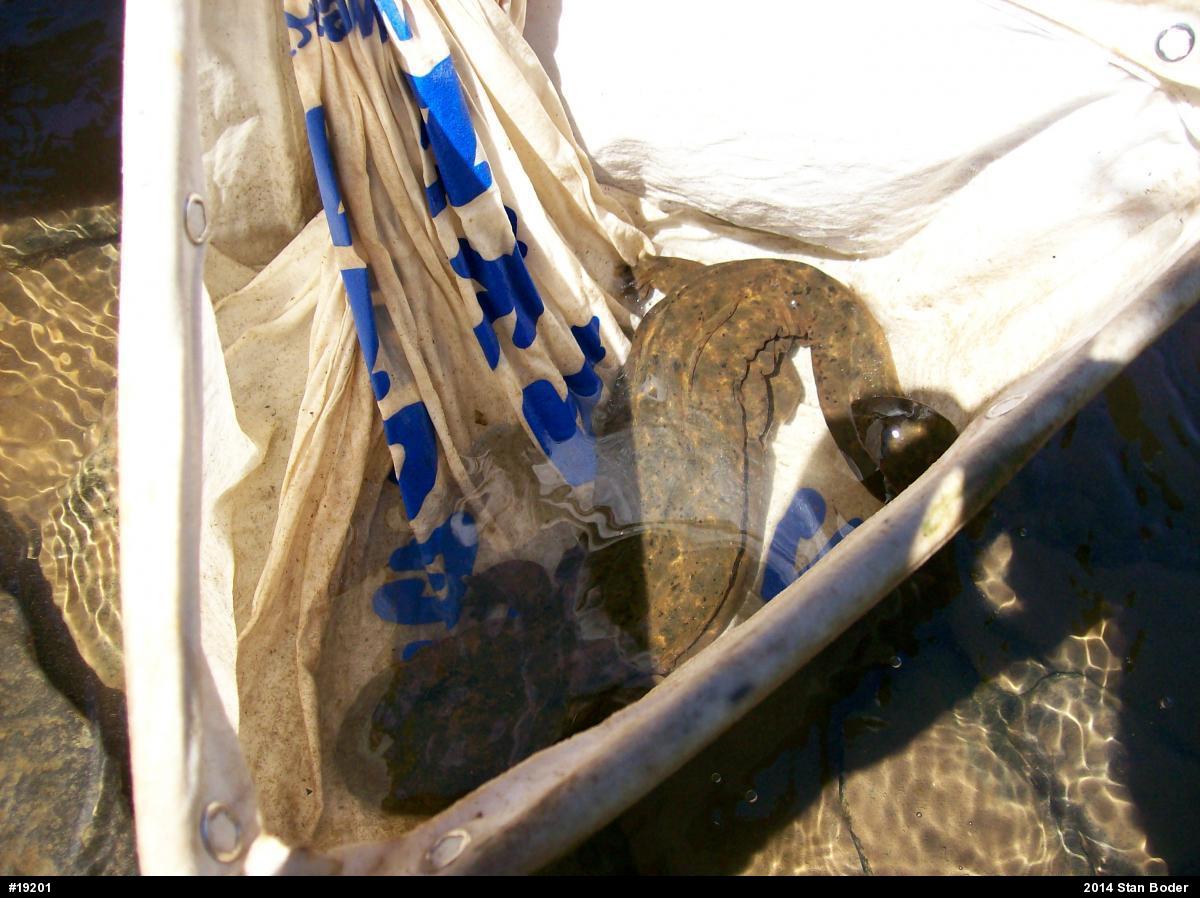 Eastern Hellbender