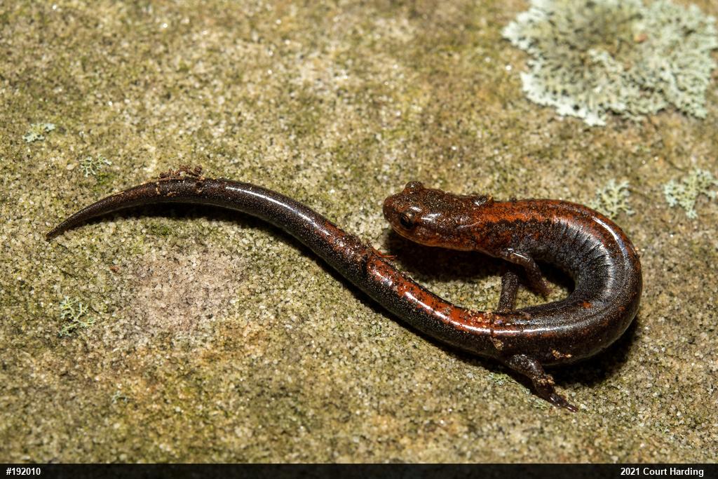Eastern Red-backed  Salamander