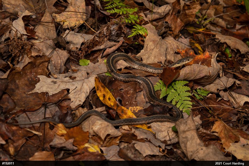 Eastern Gartersnake