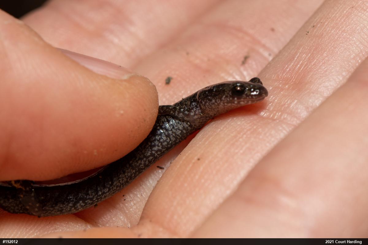 Valley And Ridge Salamander
