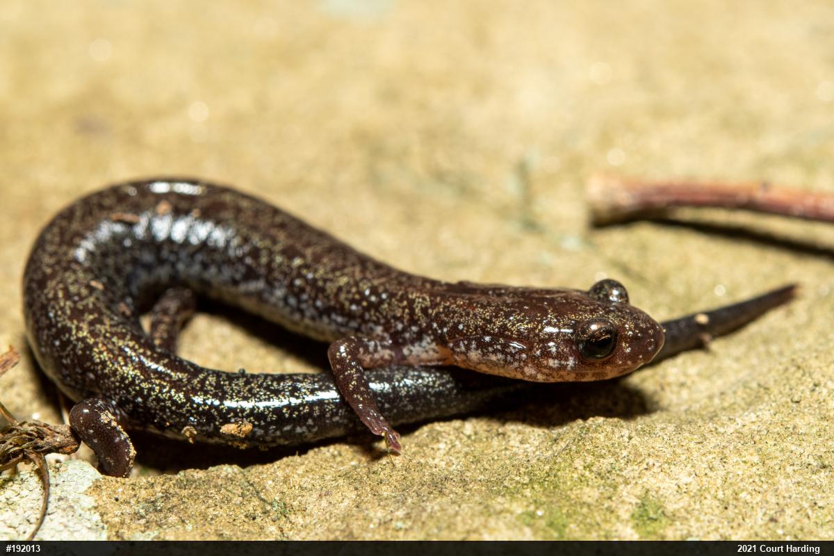 Valley And Ridge Salamander
