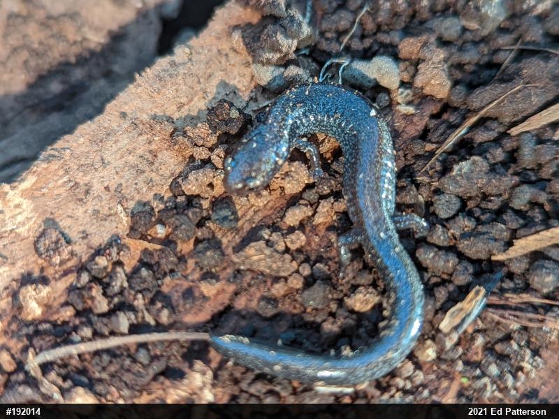Eastern Red-backed  Salamander